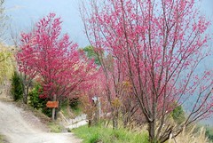 往巨木群步道途中的櫻花