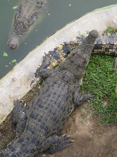 fat croc