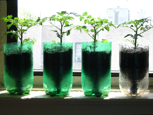 Tomatoes in Recycled Pop Bottle Planters