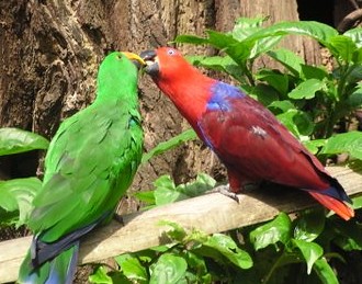 ECLECTUS MATED PAIR. PARROTS IN THE DAINTREE AREA IN AUSTRALIA
