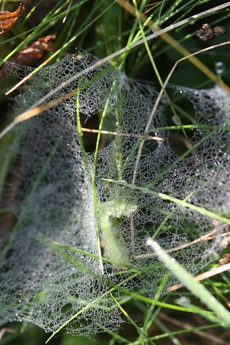 Dew Drenched Spider Web