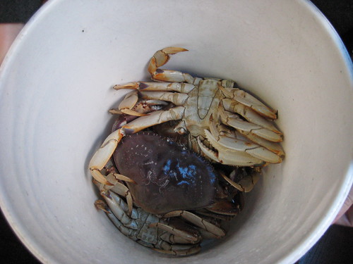 crab in the bucket