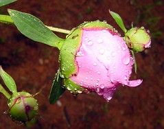 Raindrops on peony