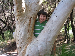 Tree Hugger Harrison