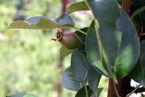 baby pear 043