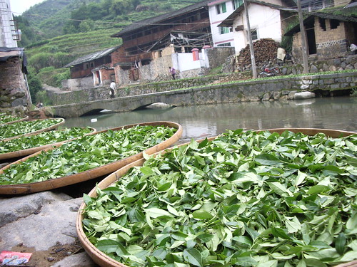 Tea Farm
