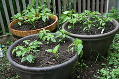 pepper plants in barrels