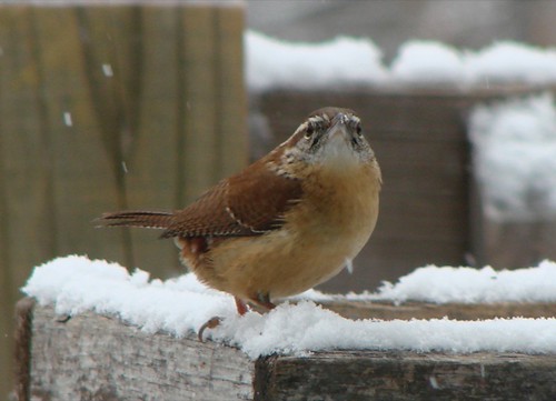 Wren staredown