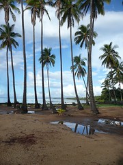 Molokai: Palms