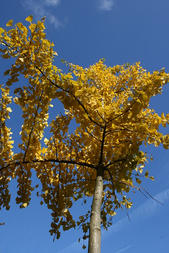 Ginkgo Tree against Blue Sky