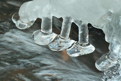 fungal (inverted) ice