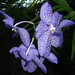 Three blue views of a Vanda hybrid: dedicated to a happy marriage! Cologne, Germany