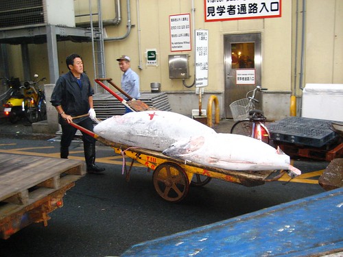 Transporting Tuna