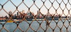 Behind the Fence • <a style="font-size:0.8em;" href="http://www.flickr.com/photos/23833647@N00/2126337393/" target="_blank">View on Flickr</a>
