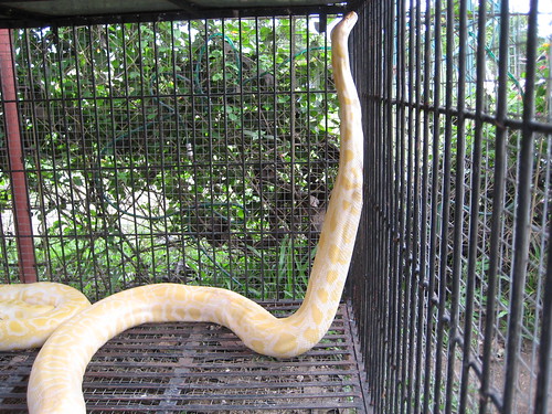 snake (is the camera inside the cage?!)