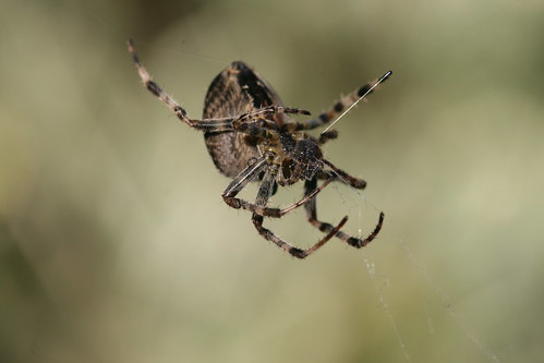 European Garden Spider Spinning Web
