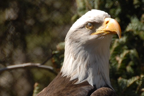 Bald Eagle (Haliaeetus leucocephalus)