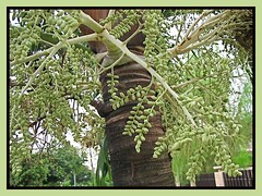 Inflorescences of Adonidia merrillii (Manila/Christmas Palm)