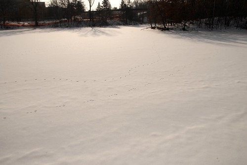 Tracks and Ice