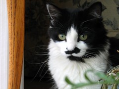 tuxedo cat with mustache