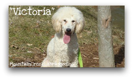 Victoria - Cream Poodle