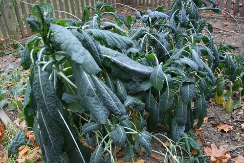 01 garden kale