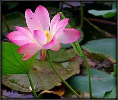 Glowing Lotus • <a style="font-size:0.8em;" href="http://www.flickr.com/photos/41711332@N00/5824491094/" target="_blank">View on Flickr</a>