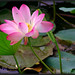 Glowing Lotus • <a style="font-size:0.8em;" href="http://www.flickr.com/photos/41711332@N00/5824491094/" target="_blank">View on Flickr</a>
