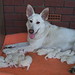 White Shepherd Misha & Puppies 10Feb08