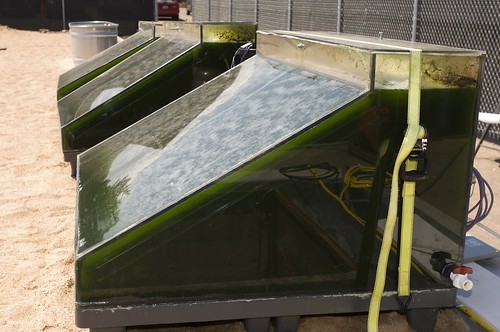 Image of Algae Biofuel in the making