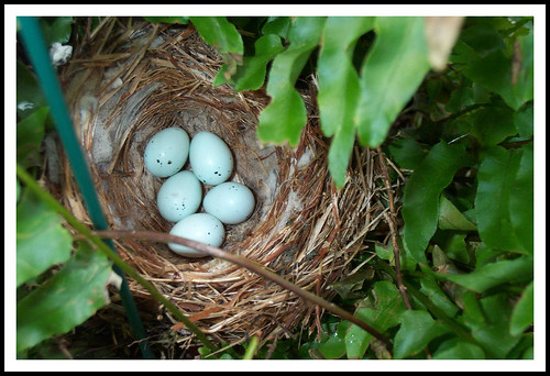 HOUSE FINCH NEST AND EGGS