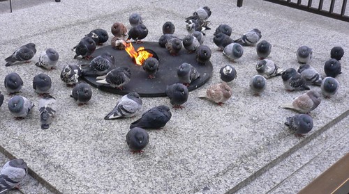 foto palomas junto al fuego