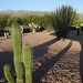 Shadowy Cactus