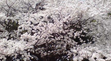 上野公園の桜は満開♪