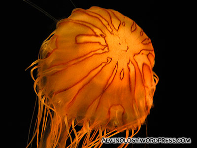 Glowing orange jellyfish