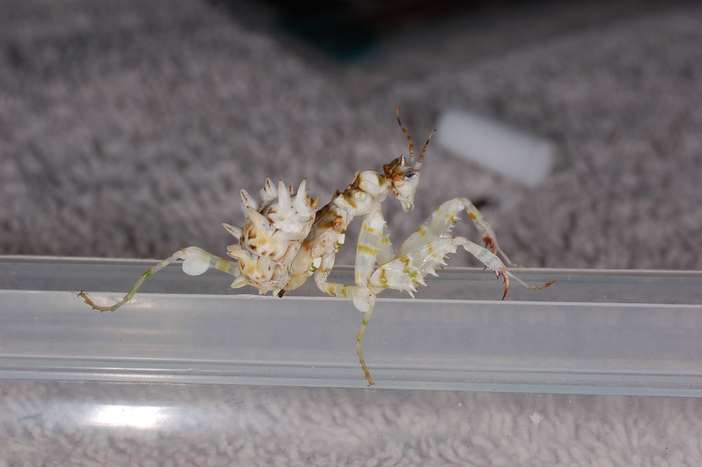 Shift Mantis Bugsdirect UK | Mantid Forum - Mantis Pet & Breeding Forum