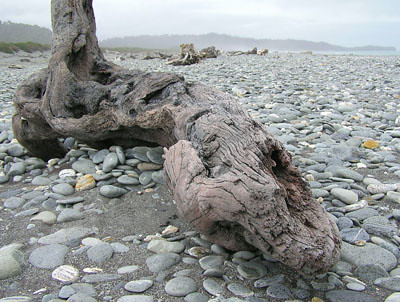 Driftwood on Gillespie's Beach