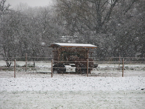 Pferdekoppel im Schneetreiben