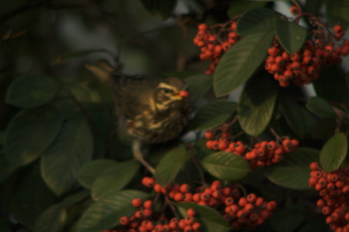redwing with berry