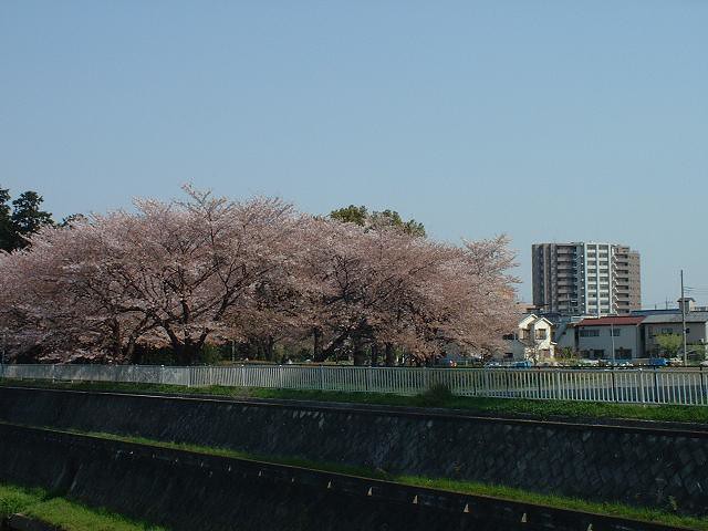 もう１枚、近所の氷川神社の桜とモリノです...