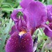 Iris germanica 'Fairy Queen' Bearded Iris