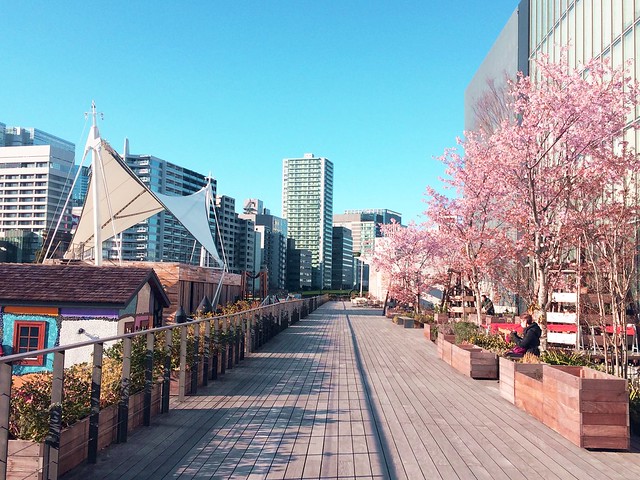 ボンドストリートの河津桜も咲いてます。