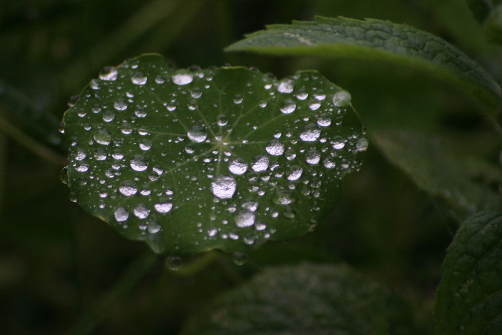 nasturtium leaf and dew once more