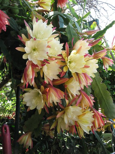 It Looks Like an Epiphyllum cactus or Orchid cactus | The Garden Lady