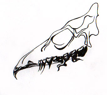 bore-skull