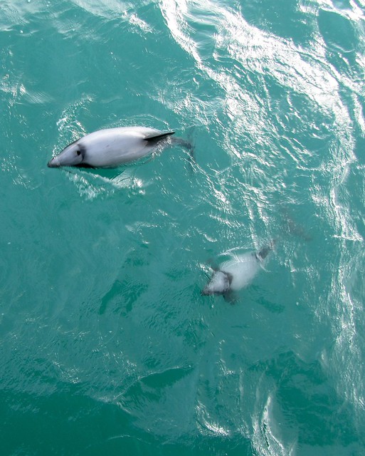 Hector's Dolphin, Akaroa, Black Cat Cruises, New Zealand