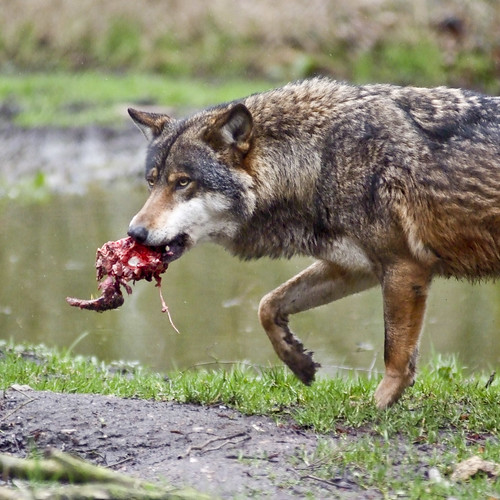 Wolf by arne.list, on Flickr