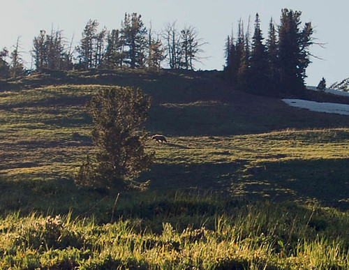 where to see bears in yellowstone - grizzly mount washburn