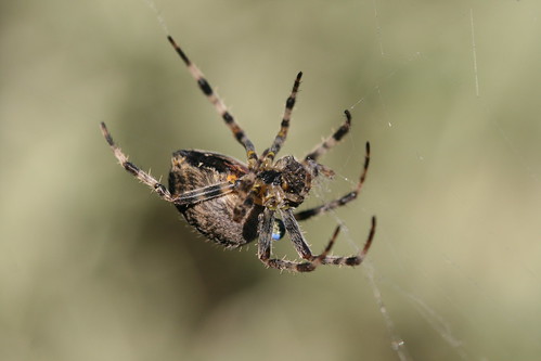 European Garden Spider with Water Drop Spinning Web