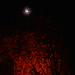木々の間から覗く月（2008.05.18）